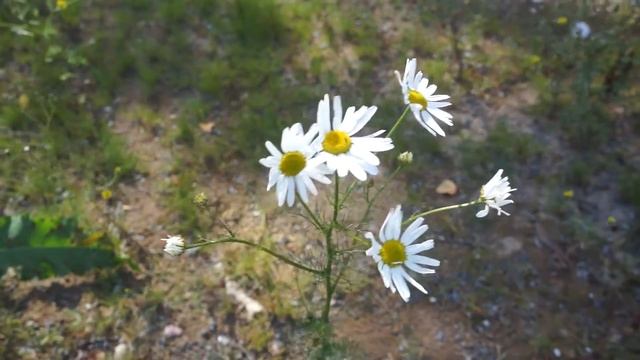 chamomile смотреть онлайн