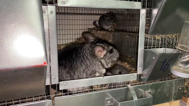 ХОРОШАЯ ПЛОДОВИТОСТЬ = ХОРОШАЯ РЕНТАБЕЛЬНОСТЬ | ШИНШИЛЛОВАЯ ФЕРМА смотреть онлайн