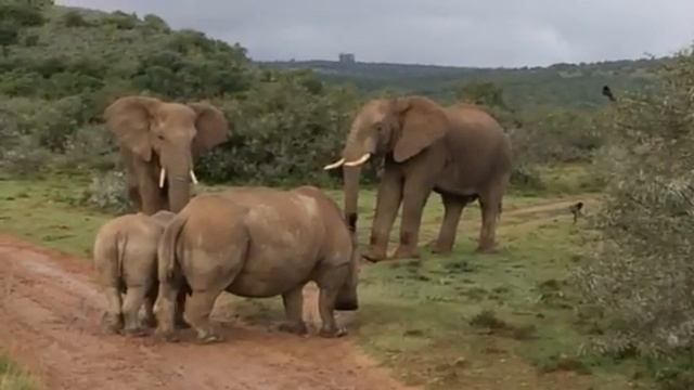 Elephant Rhino Stand Off смотреть онлайн