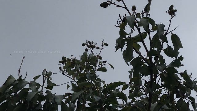 How to plan munnar trip two days | Munnar two days trip plan | Munnar one night two days trip plan смотреть онлайн