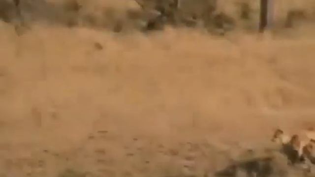 Amazing Footage of Prey fights back against predators - Hippo Saves Prey form crocodile смотреть онлайн