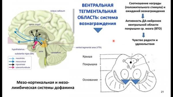 Дубынин В. А. - Мозг: как он устроен и работает - 3. Стволовые структуры головного мозга