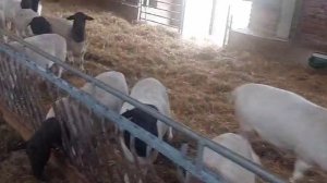 Как устроена овчарня. Ярки