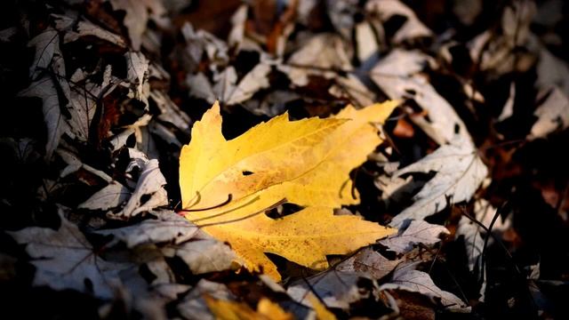 Ансамбль Петра Бальжика – Кружится и падает лист кленовый смотреть онлайн