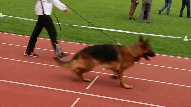 Omen v. Radhaus 2014.09.06. Niurnberg(2) смотреть онлайн