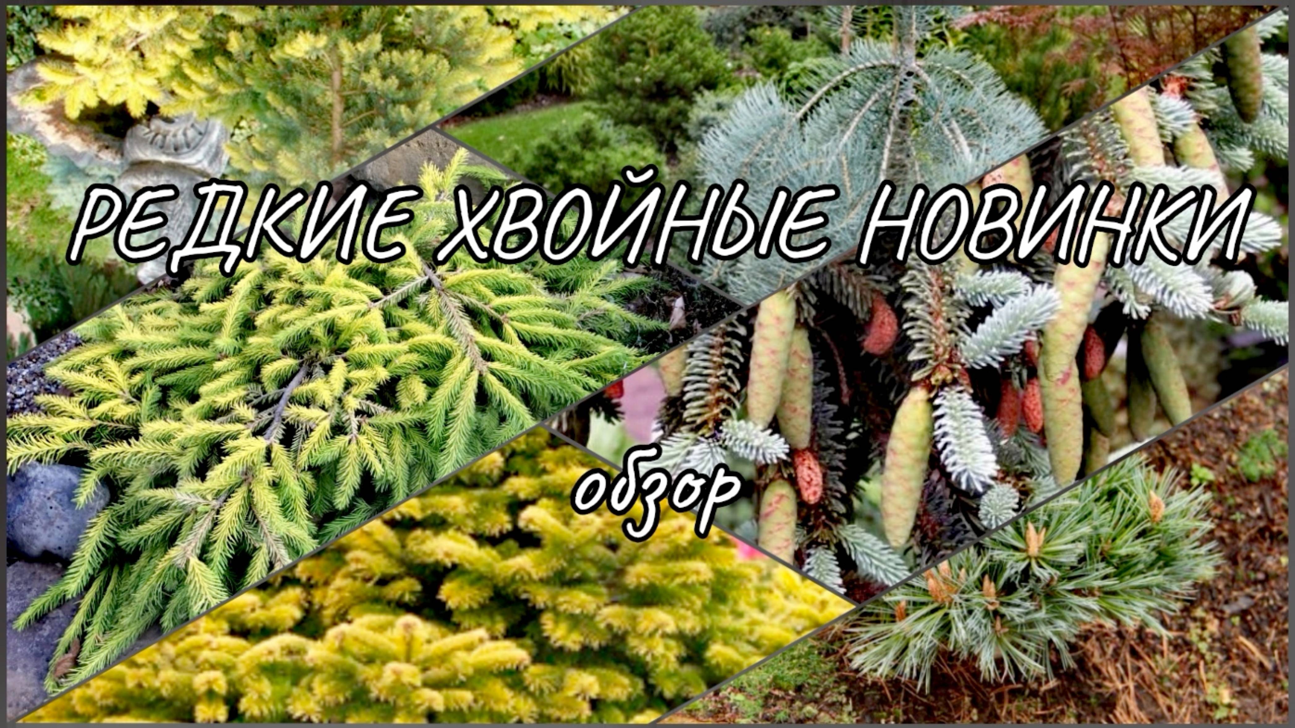 РЕДКИЕ ХВОЙНЫЕ новинки🔥🌲Обзор 29.10.2024г смотреть онлайн