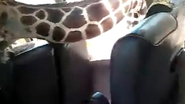 Denis and Masha Feeding Girafes смотреть онлайн