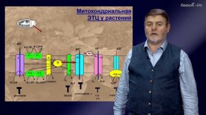 Чуб В.В.-Молекулы в пищевых цепях: от растений до человека-11.Электрон-транспортная цепь митохондрий