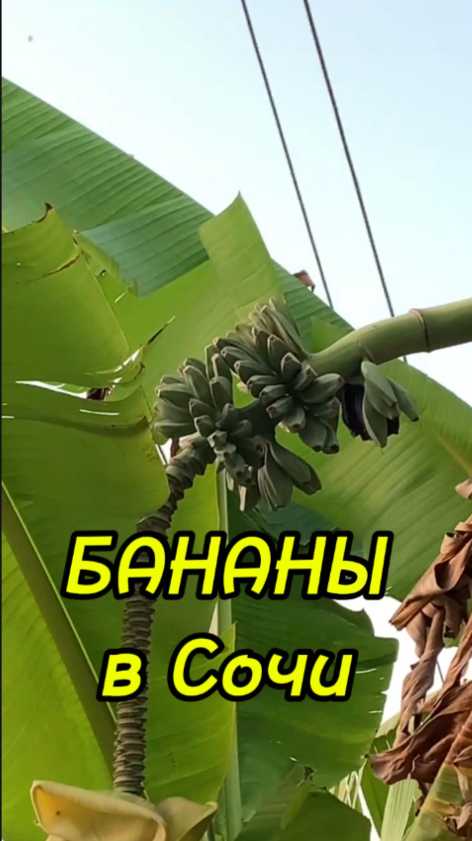 А вы видели как растут бананы в Сочи?