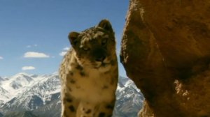 Снежный барс