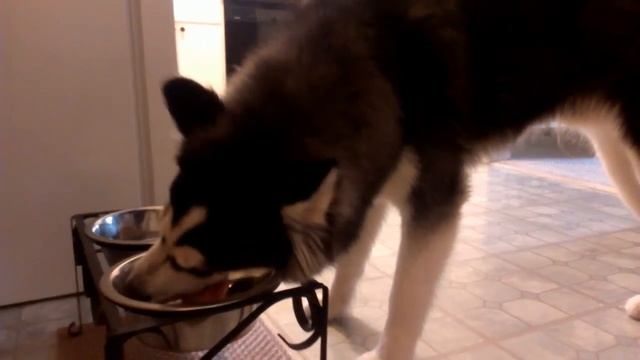 Prey Model Raw Diet - Siberian Husky (Day 1/Dinner) смотреть онлайн
