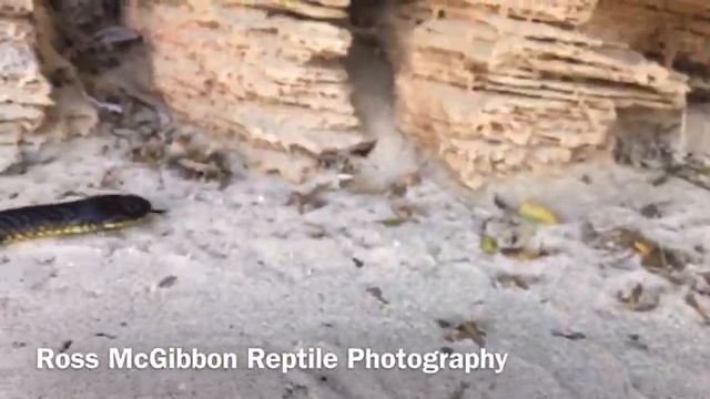 🐍𝗔 𝗝𝗢𝗨𝗥𝗡𝗘𝗬 𝗧𝗢 𝗧𝗜𝗚𝗘𝗥 𝗦𝗡𝗔𝗞𝗘 𝗜𝗦𝗟𝗔𝗡𝗗 смотреть онлайн