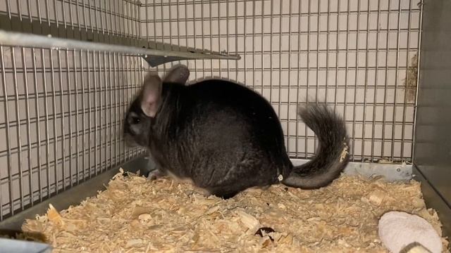 САМЕЦ ОТВЕЧАЕТ ЗА РЕЗУЛЬТАТ | СЕЛЬСКОЕ ХОЗЯЙСТВО | ШИНШИЛЛОВАЯ ФЕРМА смотреть онлайн