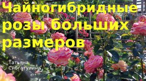 Большие чайногибридные розы