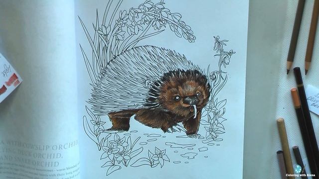 ECHIDNA. Coloring in 'Australian Animals' Part 1 / Раскраска-антистресс смотреть онлайн