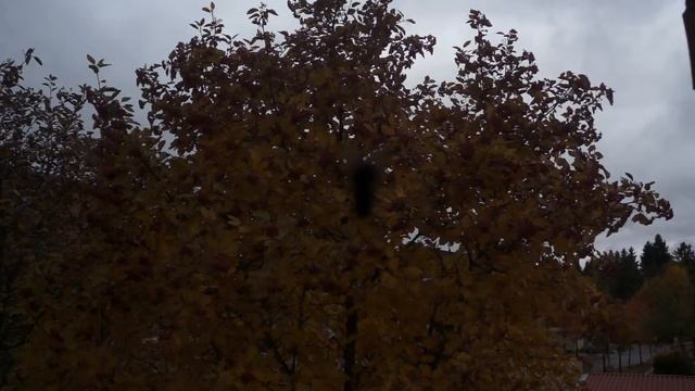 the autumn. the morning. the fly смотреть онлайн
