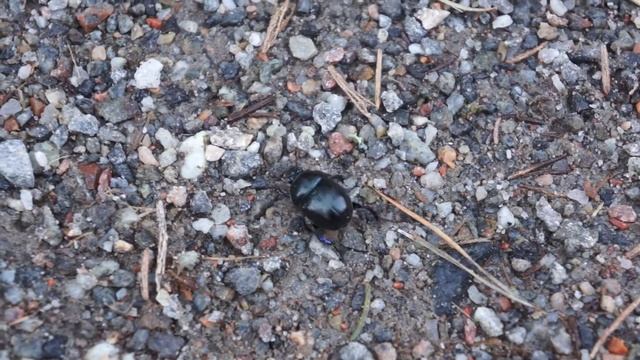 first beetle of spring смотреть онлайн