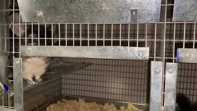 МОЛОДНЯК ШИНШИЛЛ | ФЕРМА | ЩЕНКИ ШИНШИЛЛ || ШИНШИЛЛОВАЯ ФЕРМА смотреть онлайн