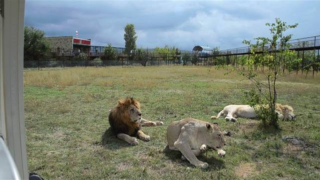 Сэм дамский угодник и 'мешок с кипишем ':)) смотреть онлайн