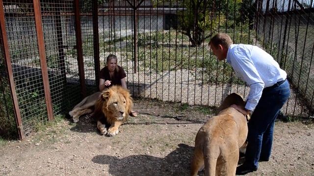 Верхом на льве Малыше ... смотреть онлайн