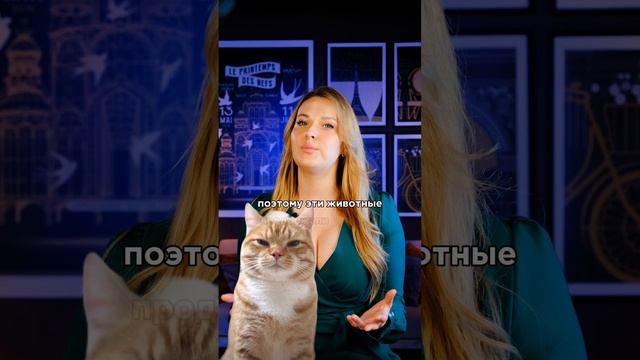 В средневековье не любили кошек? смотреть онлайн