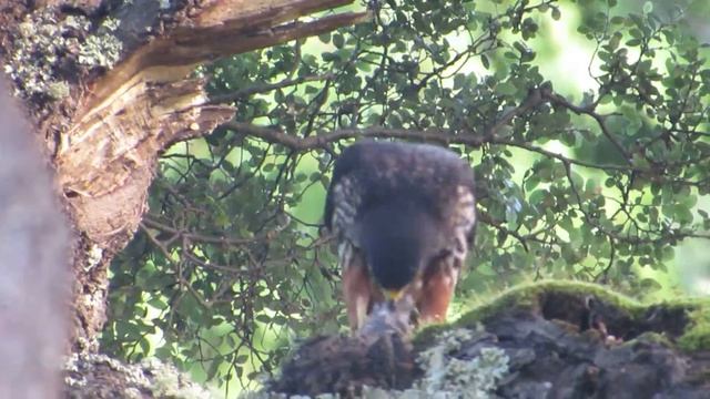 Karearea/NZ Falcon with Song Thrush prey смотреть онлайн