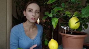 КАК ВЫРАСТИТЬ ЛИМОН ДОМА