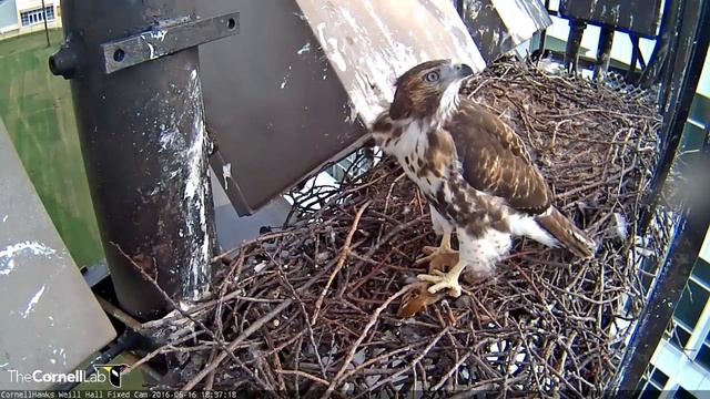 06/16/2016 6:35 p.m. Big Red Brings Prey; G2 is Close Behind смотреть онлайн