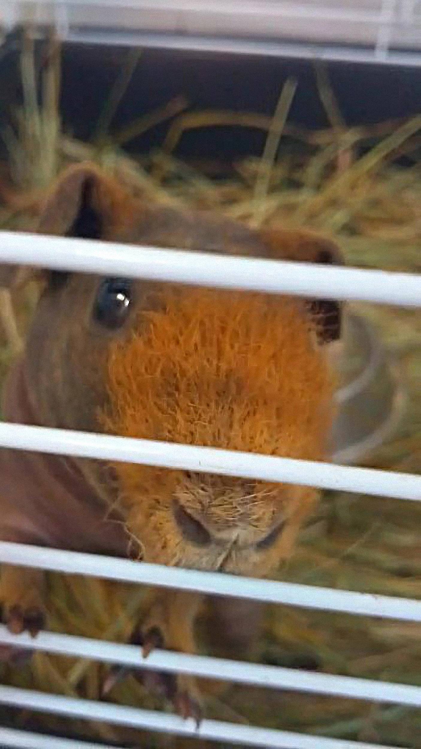 Животное, которые похожи на маленьких бегемотиков смотреть онлайн