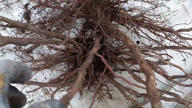 Корень винограда из теплицы