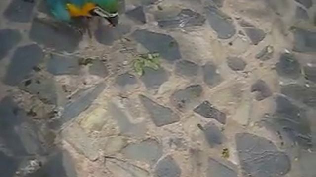 Denis and Masha Feeding Parrots смотреть онлайн