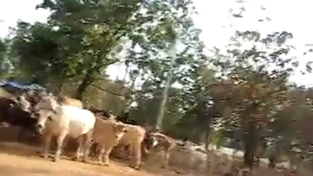 20081230 Kanchanaburi Коровы 307 HDTV смотреть онлайн