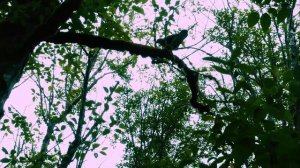 Moby - Sunday (Music Video)