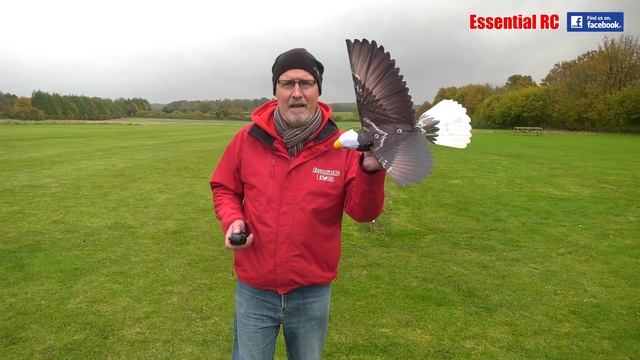 MY RC EAGLE ATTACKED BY BIRDS OF PREY ! Go Go Bird EAGLE 1020 RC Ornithopter смотреть онлайн