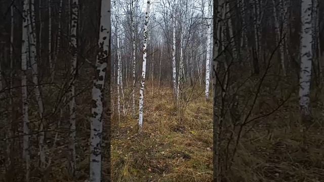 Русские березки смотреть онлайн