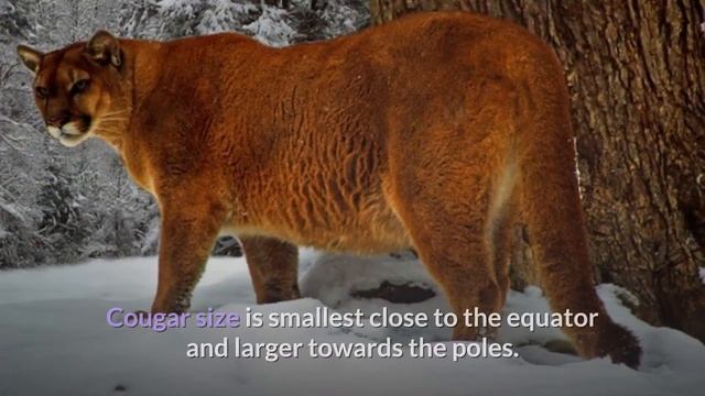 Cougar || Description, Characteristics and Facts! смотреть онлайн