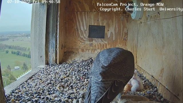FalconCam Project | Diamond use stash prey for feeding | Oct 7, 2022 смотреть онлайн