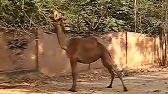 20081230 Kanchanaburi Дромадер 306 HDTV смотреть онлайн