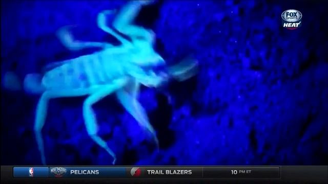 October 28, 2015 - Fox Sports Sun - Miami Heat Joshua Tree Retreat Hosted by Chris Bosh (Heat Live) смотреть онлайн