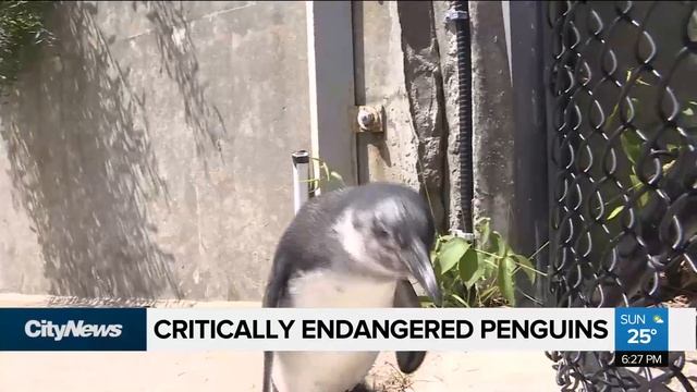 Penguin awareness week at the Toronto Zoo смотреть онлайн
