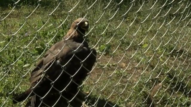 Қырандарға бостандық смотреть онлайн