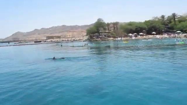 Dolphin spotting after diving in Dolphin Reef смотреть онлайн