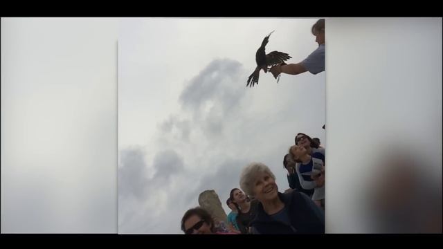 Birds of Prey Idaho. Fall Flights 2015 смотреть онлайн