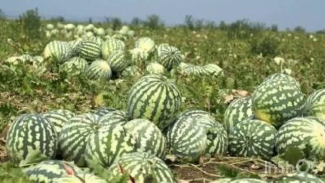 Ознайомлення із соціумом. «Праця дорослих у саду» старша група Бєлінська В.С смотреть онлайн