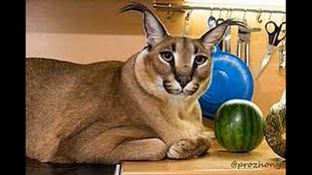 шлёпа хорошие пельмени 1 час