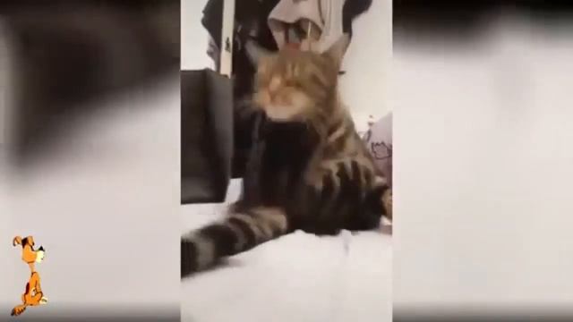 Нарезка приколов с животными!Угар.Мега ржач.Смех до слёз. смотреть онлайн