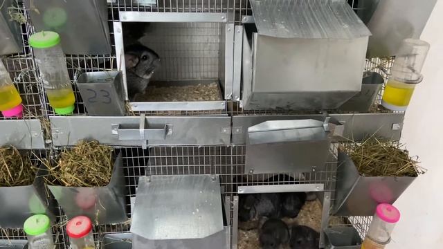 100% СОХРАННОСТЬ МОЛОДНЯКА | ФЕРМА ШИНШИЛЛ | ШИНШИЛЛОВАЯ ФЕРМА смотреть онлайн