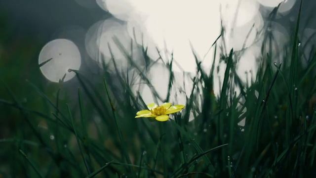 СТУПЕНИ СВЕТА АГНИ ЙОГИ смотреть онлайн