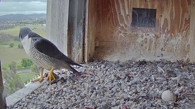 Falcon Cam Project~X with prey! He looks where to bring the prey~3:55 p.m. 2022/11/21 смотреть онлайн