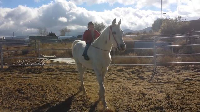 Pip the gentle older kids gelding смотреть онлайн
